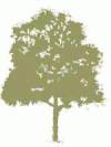 carballo.jpg (4367 bytes)