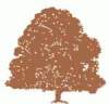 castano.jpg (4504 bytes)