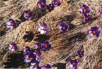 Alpine flowers