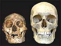 Hobbit Skull vs. Human Skull