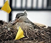 A mother duck and her eggs are being protected by the Secret Service.