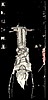 slshead.jpg