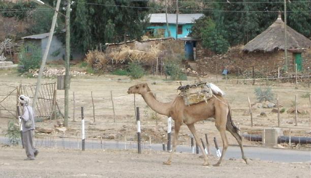  Axum pickup truck 
