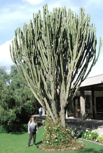 Karen by a giant cactus 