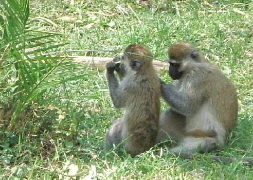  And two more vvervet monkeys 