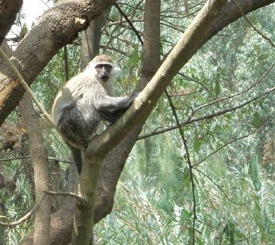  A vervet monkey, Bihere Tsige Park, just outside Addis 