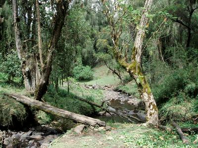  Mountain stream 
