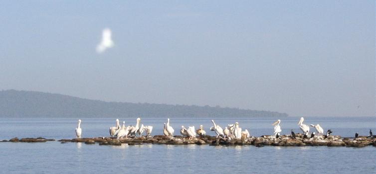  Pelicans and cormorants in the middle of Lake Tana 