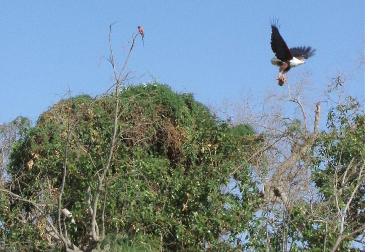  Fish eagle with breakfast, and carmine bee-eater 