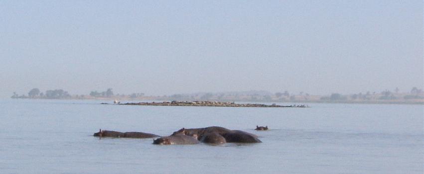  Hippos near the scenic outlet to the Blue Nile 