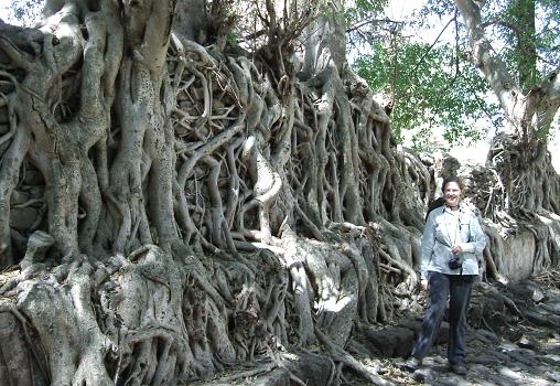  Roots 