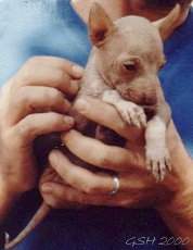 Puppy of Moche' hairless dog - Cachorro del perro pelado Mochica