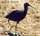 ׸���� ���� - Ibis negro