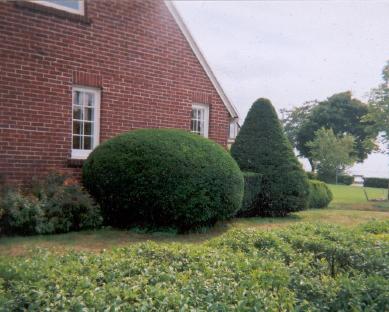 Hedges near the South Beach