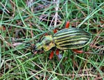 Genus Carabus