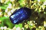 Rose Chafers