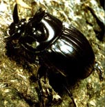 Dung Beetles