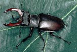 Giant European Beetles