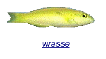 wrasse