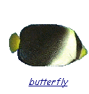butterfly