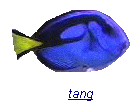 tang