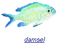 damsel