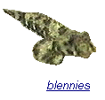 blennies