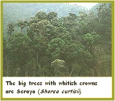 Click to see enlarged picture