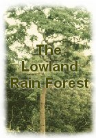 Some facts about the lowland forest