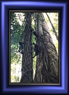 Click to see enlarged picture