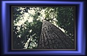 Click to see enlarged picture