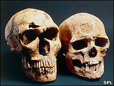 Neanderthal (l) and Cro-Magnon (r) skulls
