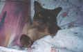 Belgie in Bed.jpg (45646 bytes)