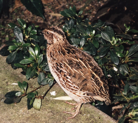 A Partridge in a pear tree???