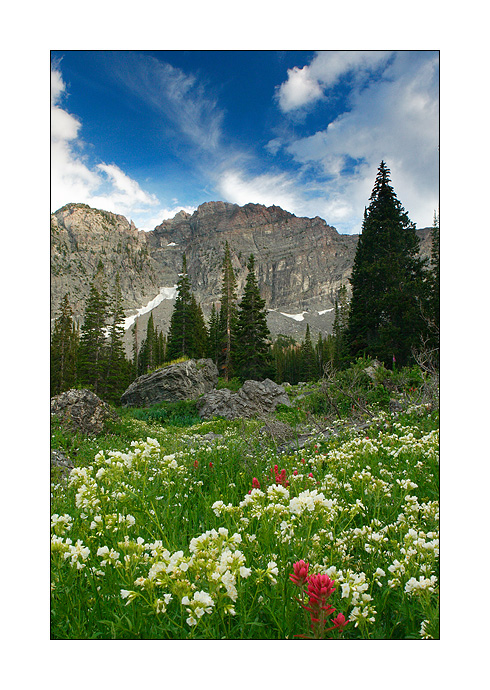 Aspen Grove