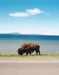 Yellowstone Lake