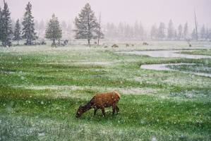 Snow in June