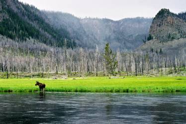 Moose