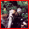 IN THE GARDEN 1981
