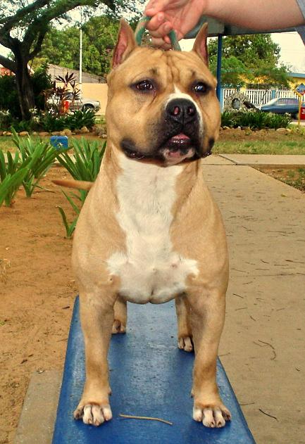 Ch. Michl R Bubba Euskal Herria