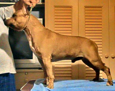 Ch. Michl R Bubba Euskal Herria 
