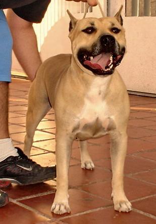 Ch. Michl R Queen Euskal Herria 