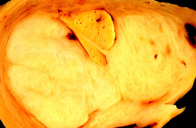 specimenimage