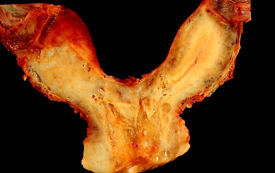 specimenimage