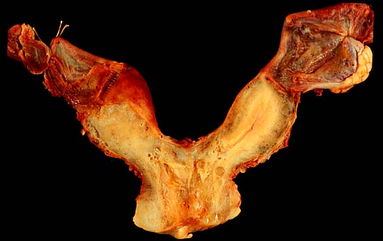 specimenimage