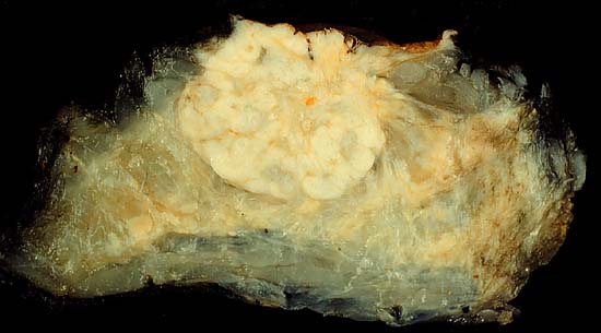 specimenimage