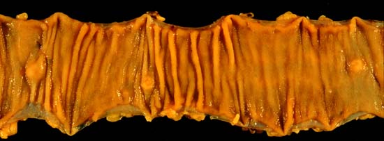 specimenimage