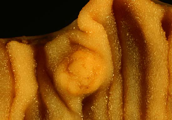 specimenimage