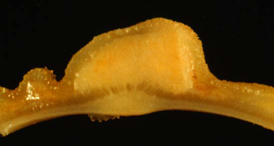 specimenimage