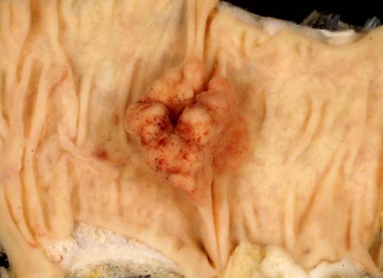 specimenimage